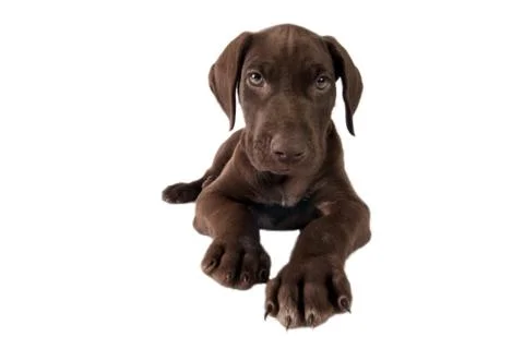 German shorthaired pointer. 스톡 사진