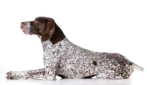German shorthaired pointer Stock Photos