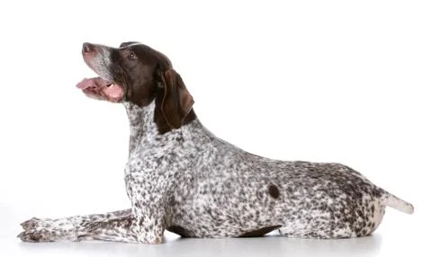 German shorthaired pointer Stock Photos