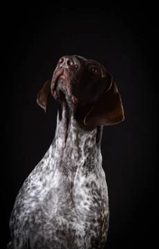 German shorthaired pointer Stock Photos