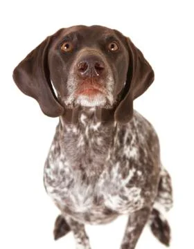German shorthaired pointer Fotos de archivo