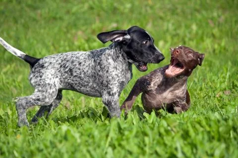 German shorthaired pointer Stock Photos
