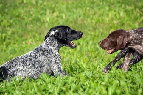 German shorthaired pointer 写真素材