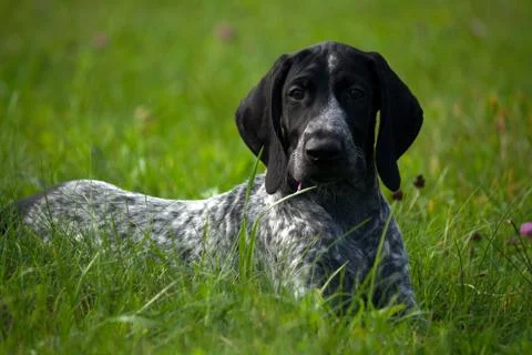 German shorthaired pointer Stock Photos