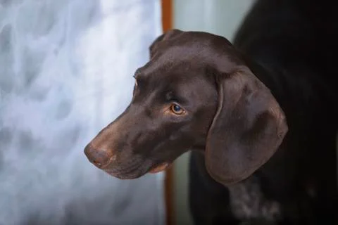 German Shorthaired Pointer Stock Photos
