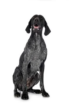 German Shorthaired Pointer Stock Photos