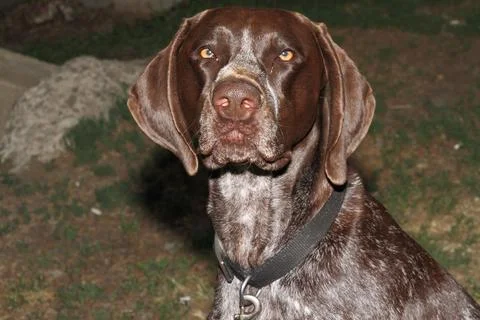 German Shorthaired Pointer Stock Photos