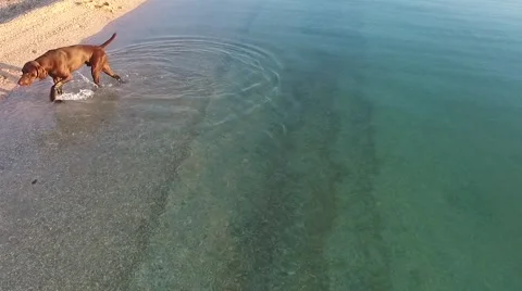 German Shorthaired Pointer playing and splashing in water at the beach Stock Footage 64203096