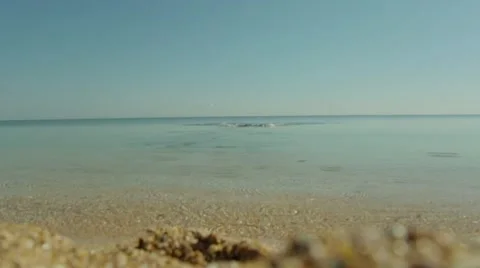 German Shorthaired Pointer playing with a stick in the sea Stock Footage 64202945