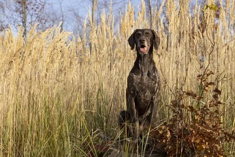 German shorthaired pointer portrait in fall Stock Photos