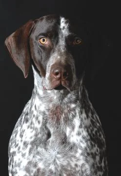 German shorthaired pointer portrait Stock Photos