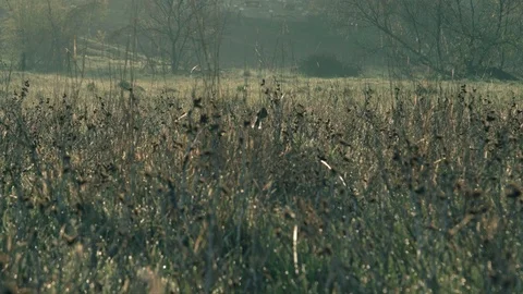 German shorthaired pointer posing in the field Stock Footage 75081977