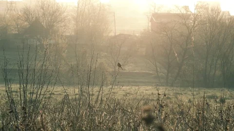 German shorthaired pointer posing in the field Stock Footage 75082282