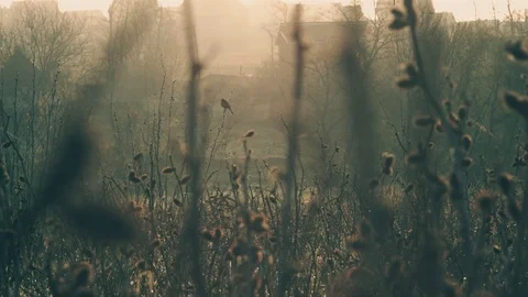 German shorthaired pointer posing in the field Stock Footage 75083041