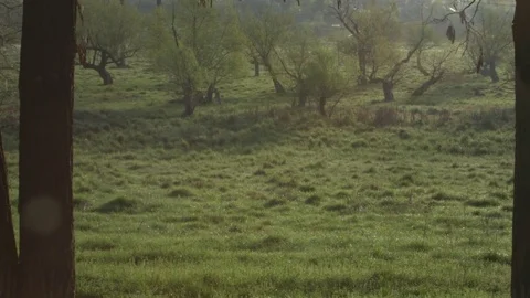 German shorthaired pointer posing in the field Stock Footage 75083551