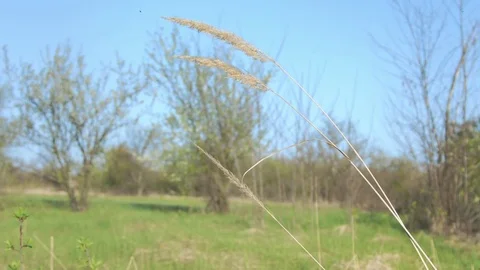 German shorthaired pointer posing in the field Stock Footage 75083578