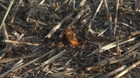 German shorthaired pointer posing in the field Stock Footage 75083791