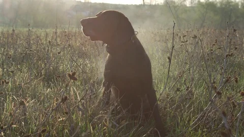 German shorthaired pointer posing in the field Stock Footage 75084502