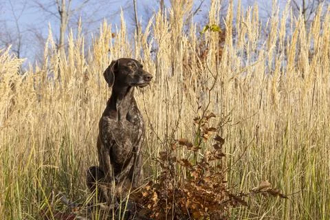 German shorthaired pointer posing in front of tall dry grass 写真素材