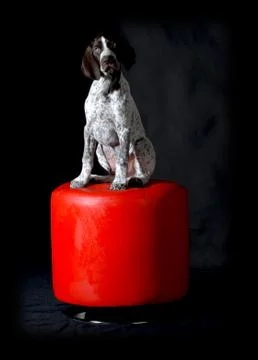 German shorthaired pointer puppy Stock Photos