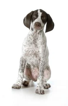 German shorthaired pointer puppy Stock Photos