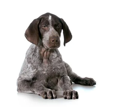 German shorthaired pointer puppy Stock Photos