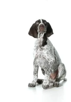 German shorthaired pointer puppy Stock Photos