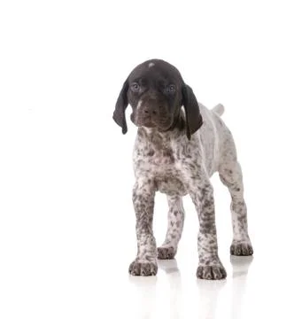 German shorthaired pointer puppy Stock Photos