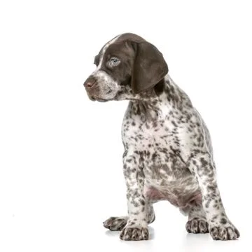 German shorthaired pointer puppy Stock Photos