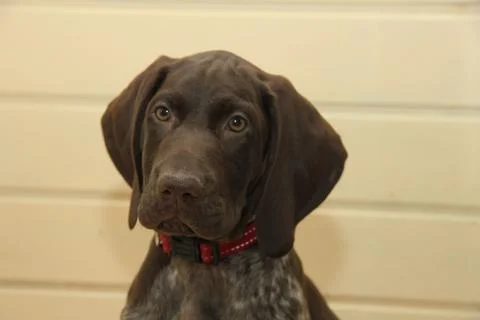 German Shorthaired Pointer puppy Stock Photos