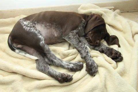 German Shorthaired Pointer puppy Stock Photos