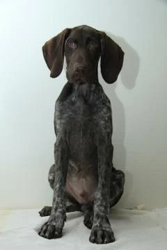 German Shorthaired Pointer puppy Stock Photos