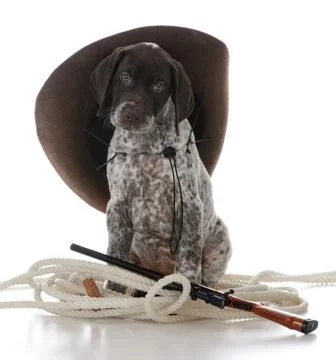 German shorthaired pointer puppy Stock Photos
