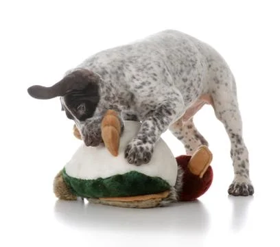 German shorthaired pointer puppy Stock Photos
