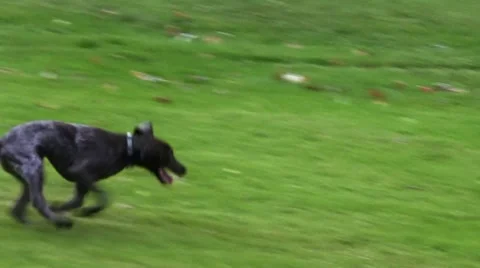 German Shorthaired Pointer Puppy Running Stock Footage 10810070