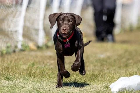 German Shorthaired Pointer Puppy Running Lure Course Sprint Dog Sport Stock Photos