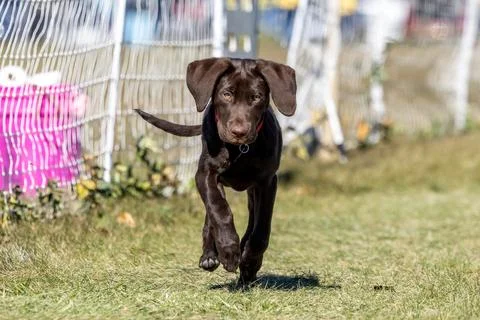 German Shorthaired Pointer Puppy Running Lure Course Sprint Dog Sport Stock Photos