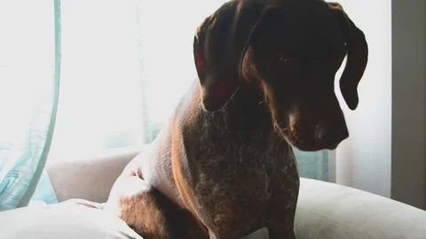 German shorthaired pointer relaxing on the couch, waiting for her time to go Stock Footage 92654383