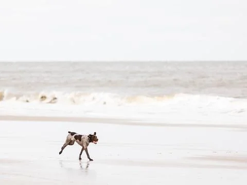 German Shorthaired Pointer running on a beach Stock Photos