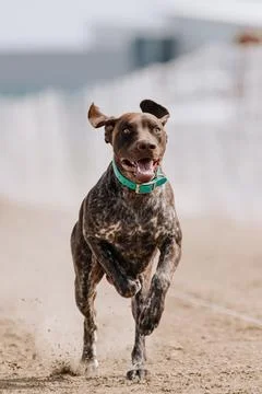 German Shorthaired Pointer Running Lure Course Sprint Dog Sport Stock Photos