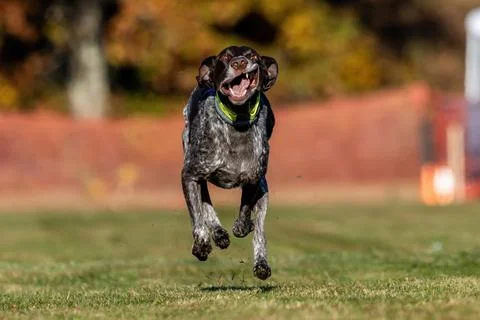 German Shorthaired Pointer Running Lure Course Sprint Dog Sport Stock Photos