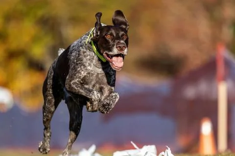 German Shorthaired Pointer Running Lure Course Sprint Dog Sport Stock Photos