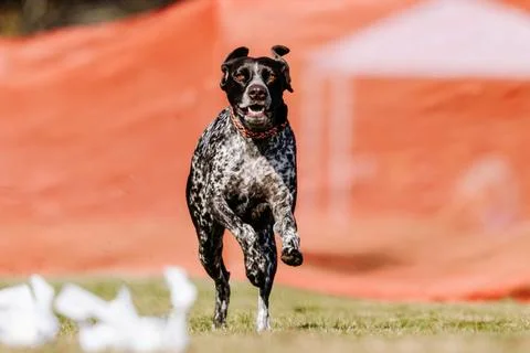 German Shorthaired Pointer Running Lure Course Sprint Dog Sport Stock Photos