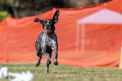 German Shorthaired Pointer Running Lure Course Sprint Dog Sport Stock Photos