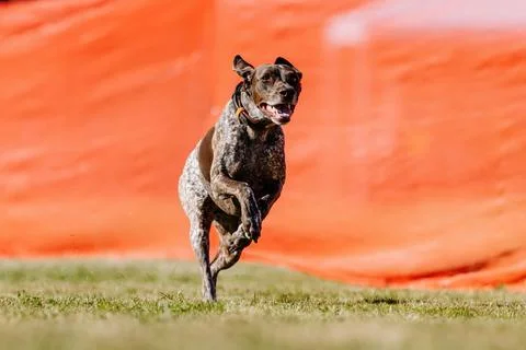 German Shorthaired Pointer Running Lure Course Sprint Dog Sport Stock Photos