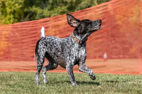 German Shorthaired Pointer Running Lure Course Sprint Dog Sport Stock Photos