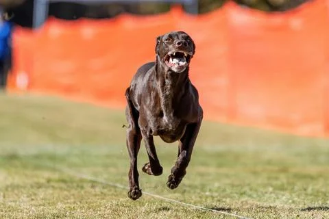 German Shorthaired Pointer Running Lure Course Sprint Dog Sport Stock Photos