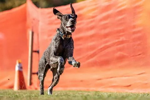German Shorthaired Pointer Running Lure Course Sprint Dog Sport Stock Photos