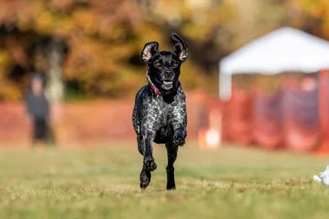 German Shorthaired Pointer Running Lure Course Sprint Dog Sport Stock Photos
