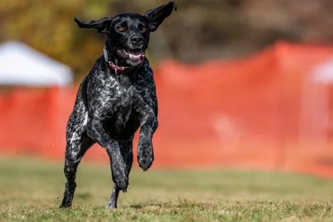 German Shorthaired Pointer Running Lure Course Sprint Dog Sport Stock Photos